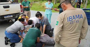 Boto-fêmea sendo atendida pelos veterinários do Ibama