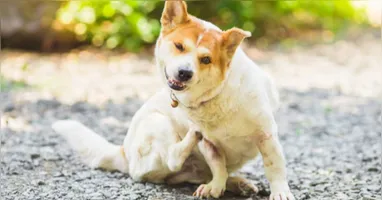 Eliminar apenas as pulgas presentes no pet não é suficiente.