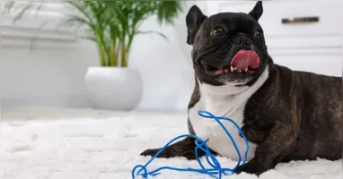 Dados  indicam que queimaduras na boca estão entre as lesões mais comuns quando cachorros mordem cabos eletrificados.