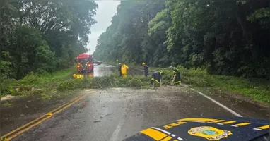 Segundo a PRF, a BR-158 ficou obstruída após a queda de uma árvore de grande porte, na altura do município de Itaara.