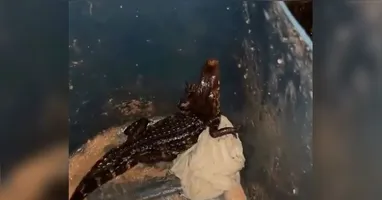 Homem acionou a polícias ambiental para realizar o resgate do animal.