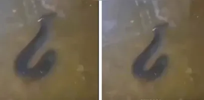 O peixe, também conhecido como peixe-elétrico, chamou a atenção de quem passava pelo local.