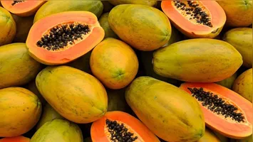 As estudantes de Bioquímica da Unifranz manipulam as sementes de mamão utilizadas como base para o Carispermex.