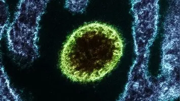 O vírus Nipah integra a lista de doenças prioritárias da Organização Mundial da Saúde (OMS).