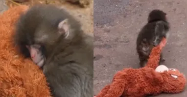 Agora o filhote está integrado a um novo grupo.