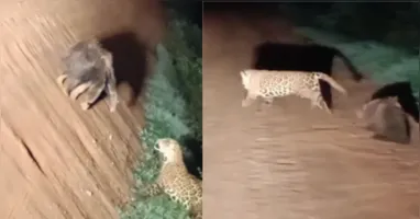 Ao contrário do que muitas pessoas imaginam, o tamanduá conseguiu afastar a onça na disputa.