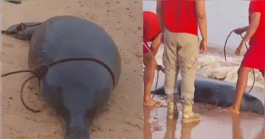 As causas da morte deverão ser apuradas pelos órgãos ambientais competentes.