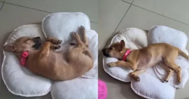 Animal ainda é filhote, tem pelagem na cor caramelo e temperamento dócil.
