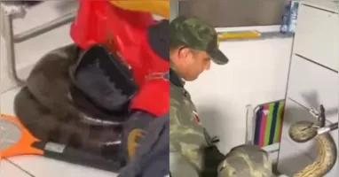 Especialistas recomendam que, ao avistar qualquer cobra ou animal semelhantes, os moradores devem manter distância e chamar imediatamente as autoridades competentes para o resgate adequado.
