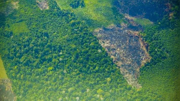As ações de combate ao desmatamento resultaram em reduções expressivas nos municípios.