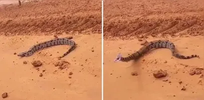 Jiboia dá bote contra carro e assusta técnica que parou para fotografar em estrada.