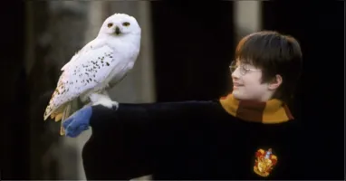 Com a atualização, os países signatários passam a ter compromisso legal de adotar medidas para proteger espécies migratórias ameaçadas