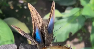 Uma das borboletas mais conhecidas do local apresenta coloração azul.