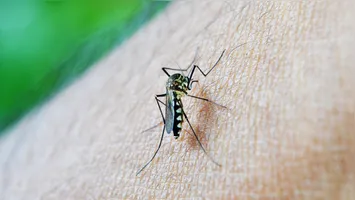 O período chuvoso favorece a proliferação do Aedes aegypti, transmissor da dengue, chikungunya, Zika e oropouche.