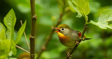 A diversidade de plantas influencia diretamente na variedade de espécies que podem aparecer
