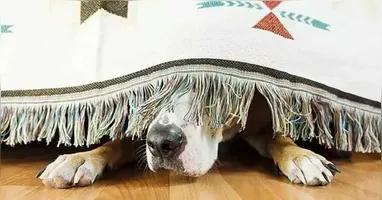 Saiba como proteger os pets dos fogos de artifício nas festas de fim de ano.