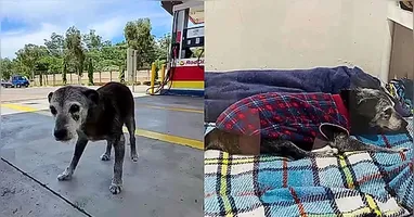 Com 22 anos de idade, o animal se tornou conhecido no local após viver anos como cão comunitário em um posto de combustível na cidade paulista