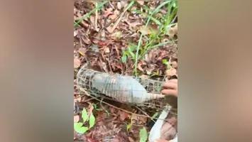 Tatu resgatado em Redenção; espécie é hospedeira da bactéria causadora da hanseníase e outras infecções graves.