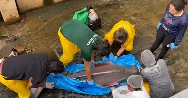 Resgate de boto de dentro de canal mobilizou equipes em Belém.