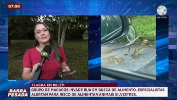 Imagem ilustrativa da notícia Grupo de macacos chama atenção em rua de Belém