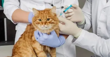 Praça da República recebe evento Belém Animal neste domingo