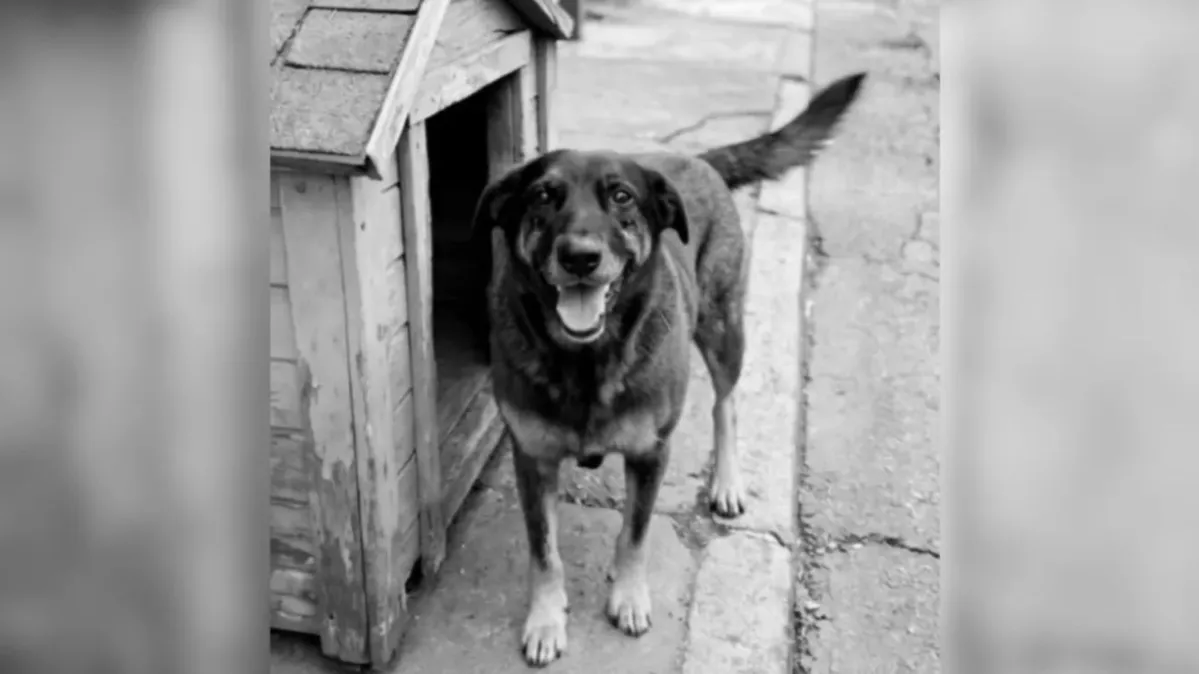 Imagem ilustrativa da notícia Governo anuncia Decreto "Cão Orelha" contra maus-tratos