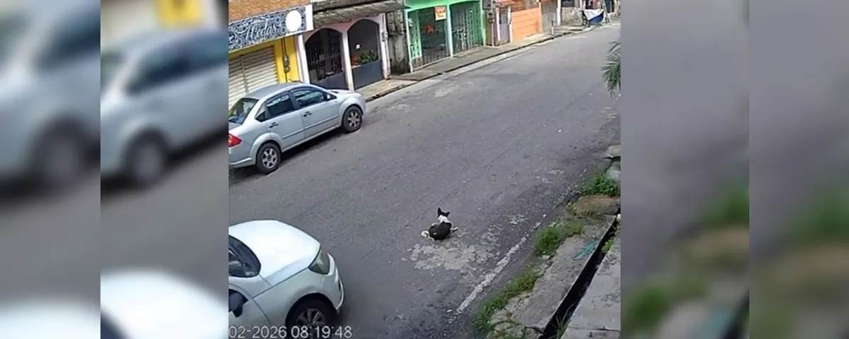 Nas gravações, é possível ver o momento em que o animal é atropelado