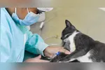 A primeira Clínica Veterinária Municipal de Triagem de Belém será totalmente gratuita.