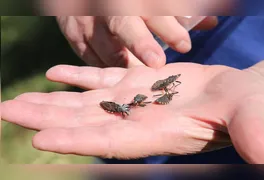 Marabá não registra casos há cinco anos