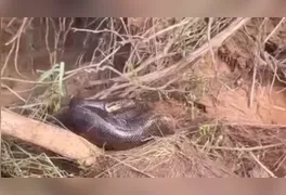 A sucuri permaneceu na mata ciliar, seguindo o ciclo natural da fauna local.