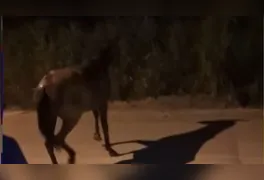 O tamanho do animal e a profundidade do buraco tornaram a tarefa complexa.