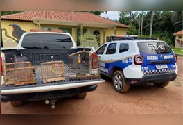 Durante as incursões, as equipes flagraram a criação e captura ilegal de passeriformes