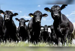 Os números consolidam o sudeste paraense como um dos principais eixos da pecuária mundial