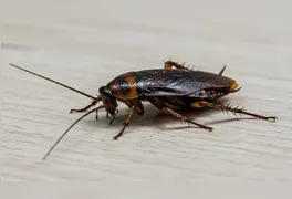 Ralos abertos e pias úmidas durante a noite facilitam a hidratação e a sobrevivência das baratas no ambiente doméstico.
