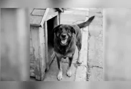 O Governo Federal anunciou, nesta quinta-feira (12), a criação do decreto "Cão Orelha"