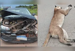 Atropelamento do felino alerta para riscos enfrentados pela fauna silvestre nas rodovias da região.
