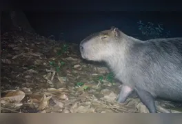 Animal resgatado recebe atendimento médico no Hospital Veterinário da Universidade Estácio.