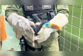 O Batalhão de Polícia Ambiental (BPA) destaca que, ao identificar um animal silvestre fora do seu habitat, a regra de ouro é o distanciamento.