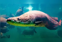 Especialistas explicam que a biologia do pirarucu favorece seu potencial invasivo