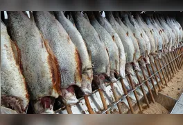 Muitas vezes, peixes como Saithe, Ling e Zarbo são vendidos como bacalhau devido ao custo mais baixo