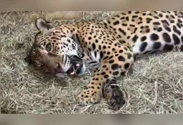 Nascido nas matas paraenses, Jack teve uma longa jornada por instituições de preservação no Piauí, Alagoas e Minas Gerais antes de chegar a Sorocaba em 2023.