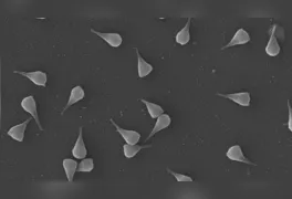 Imagem microscópica do Naiavírus