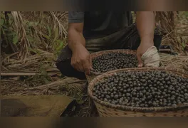 O açaí deixou de ser apenas a base da mesa paraense para se transformar em um gigante da economia mundial.