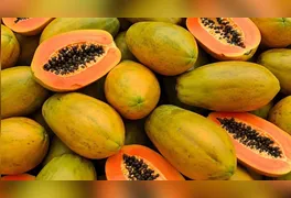 As estudantes de Bioquímica da Unifranz manipulam as sementes de mamão utilizadas como base para o Carispermex.