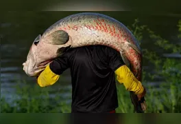 O pirarucu pode atingir até 3 metros de comprimento e agora é alvo de controle populacional fora da Região Norte.