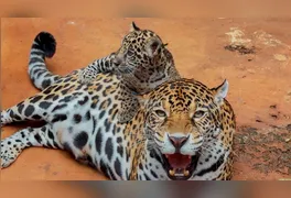 O filhote de onça-pintada sob monitoramento na área interna; nome do novo morador será revelado neste domingo (29).