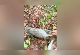 Tatu resgatado em Redenção; espécie é hospedeira da bactéria causadora da hanseníase e outras infecções graves.