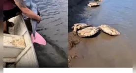 Manter animais como o boto-cor-de-rosa em seu habitat natural é fundamental para a preservação da fauna amazônica.