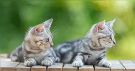 O primeiro mapa genético detalhado do câncer em felinos revelou semelhanças surpreendentes entre tumores de gatos e de pessoas.