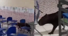 A capivara é um mamífero roedor de grande porte, considerada a maior espécie de roedor do mundo